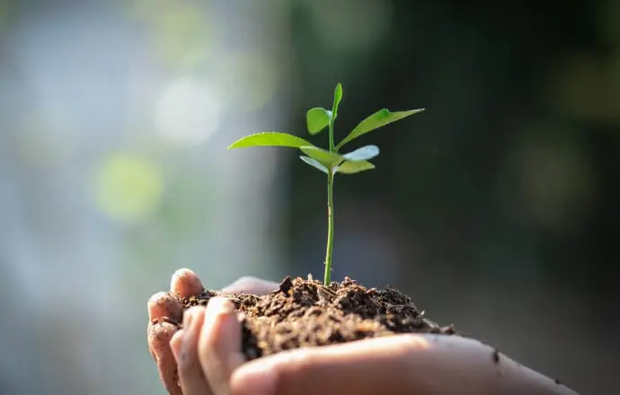 土に植わった目を手で持ち上げている様子