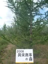 興栄商事の森