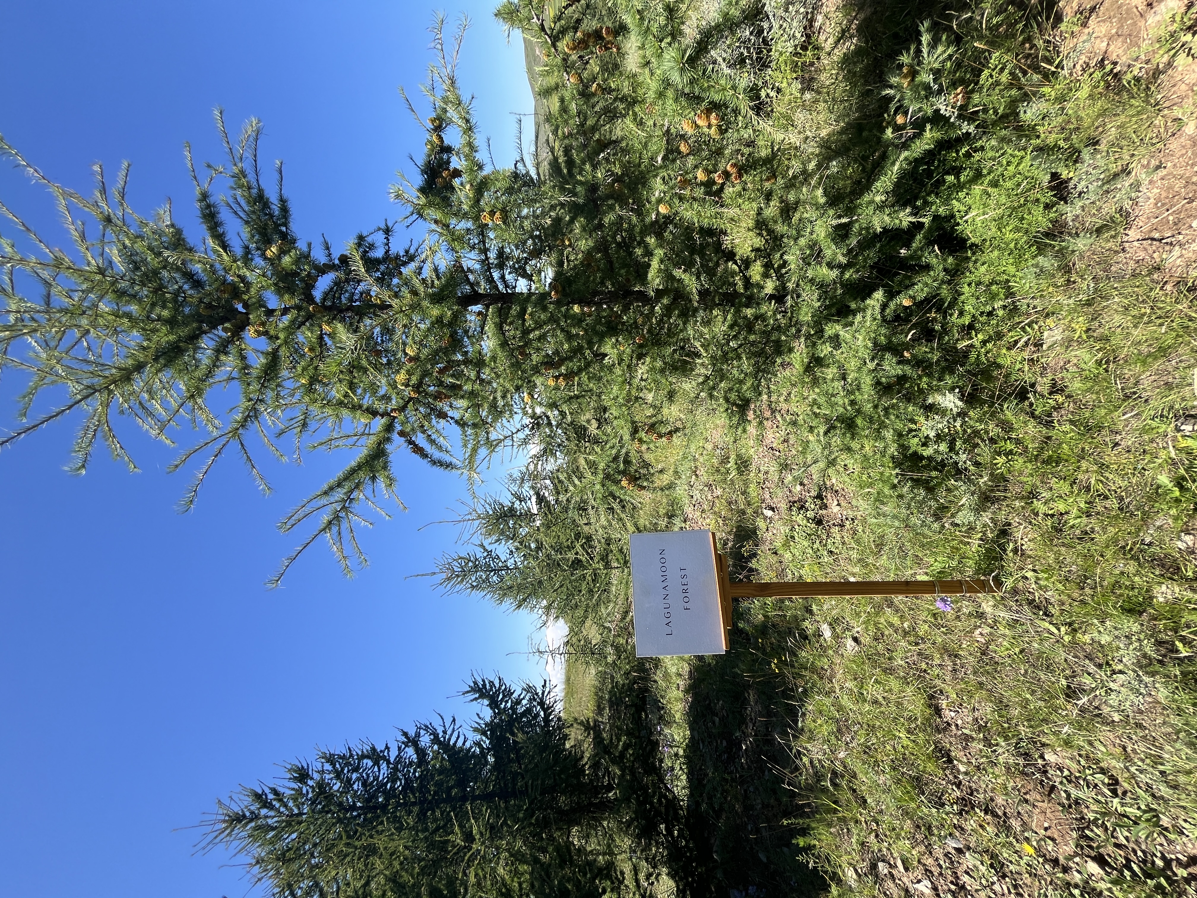 LAGUNAMOON FOREST