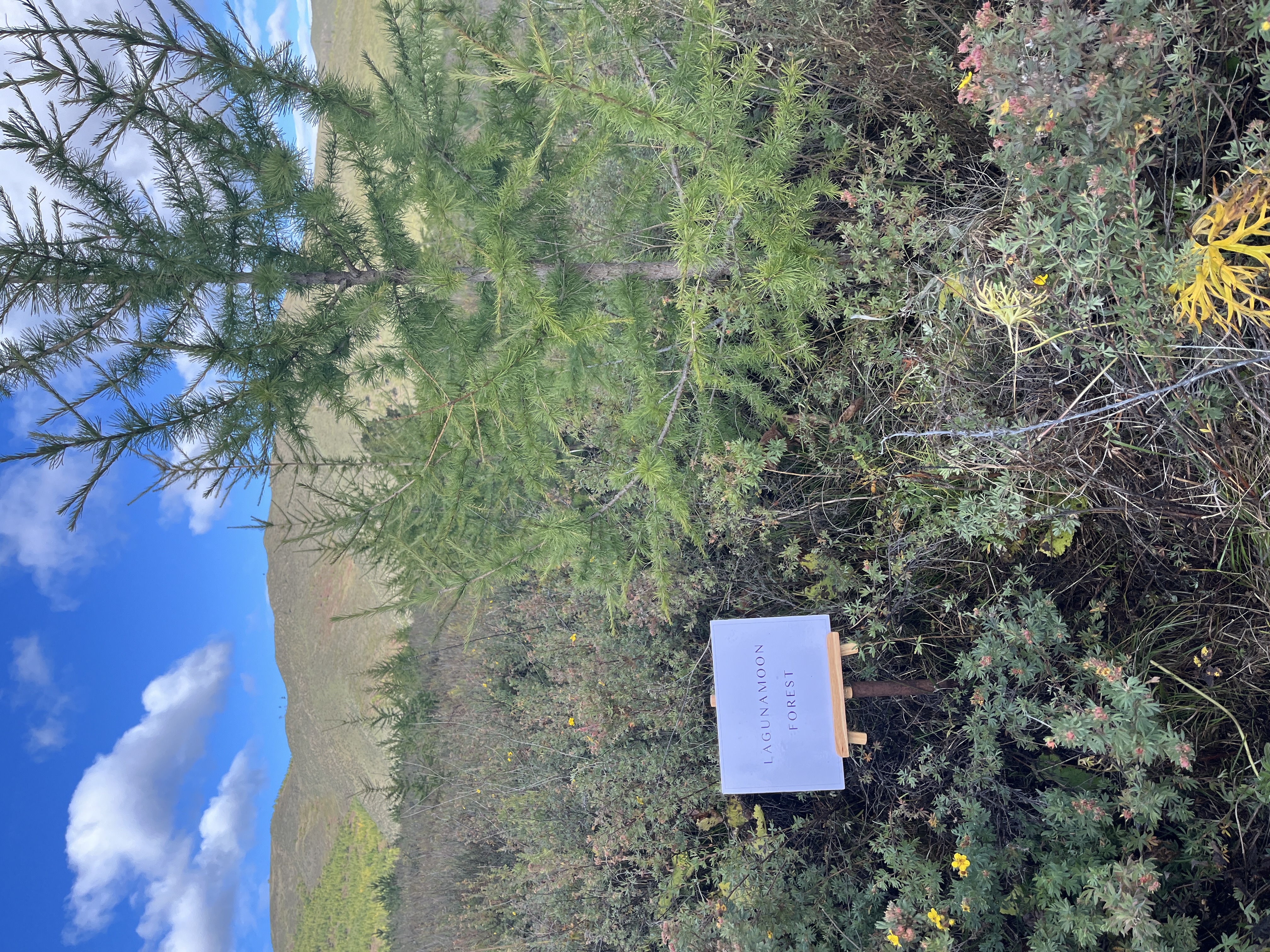 LAGUNAMOON FOREST