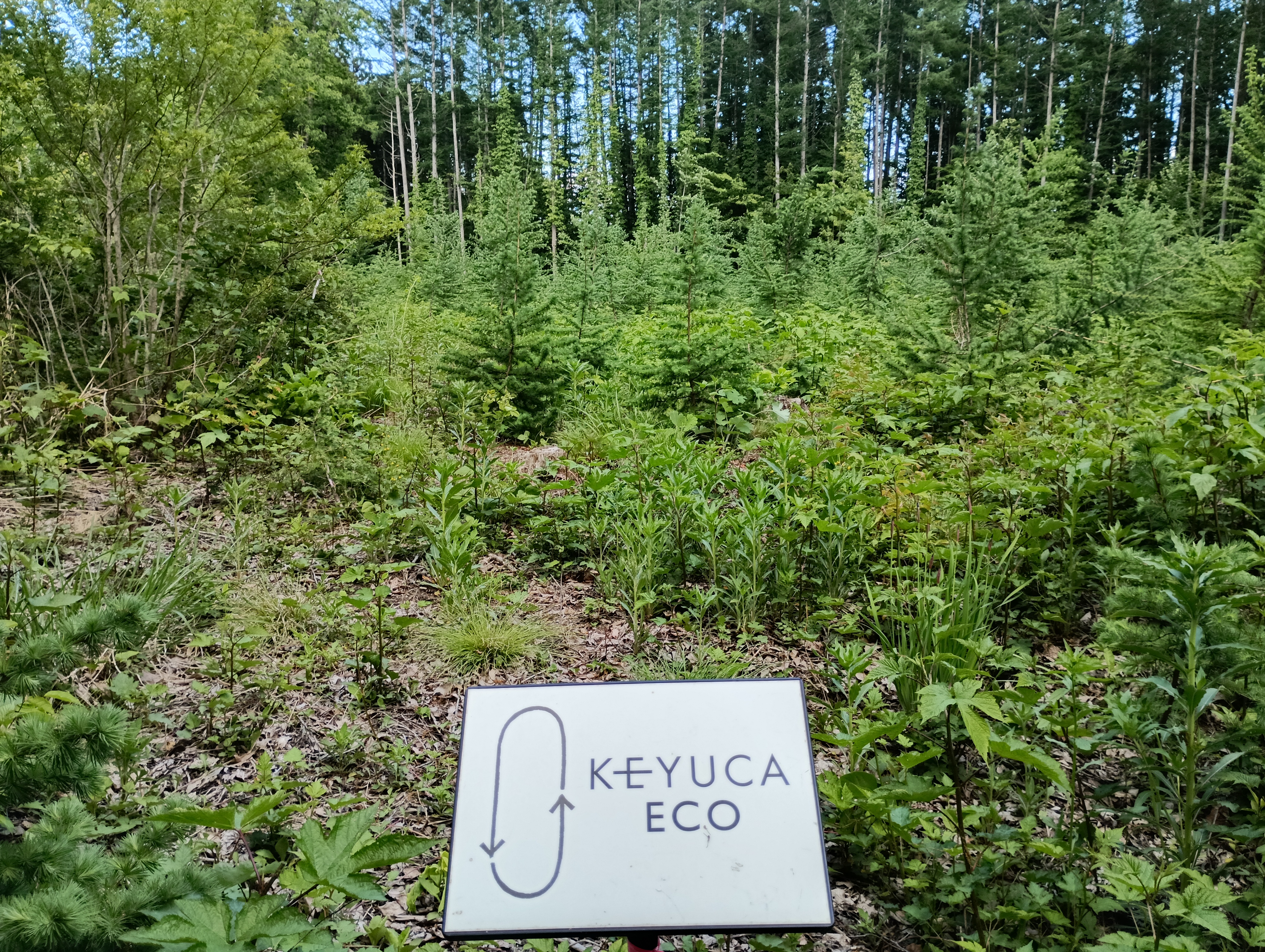 KEYUCAの森